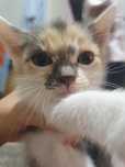 Котята и кошка бесплатно!