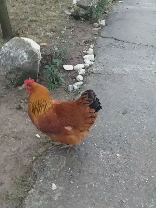 De vînzare New 9+cocoși .