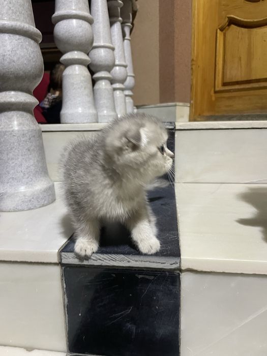 Skotish fold скоттиш фолд шиншилла