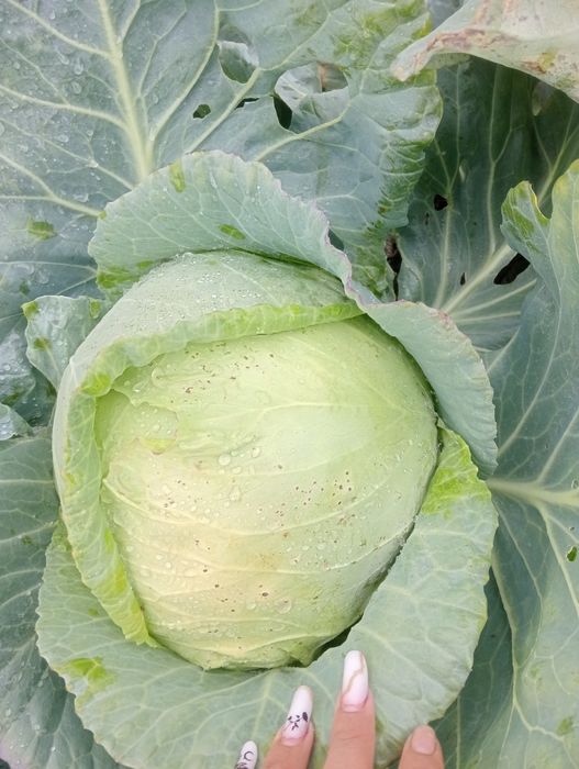 Vând Varză de Buzău