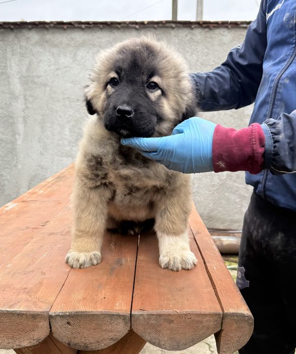 Mascul ciobanesc caucazian