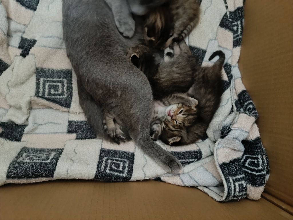 Отдам котят в добрые руки