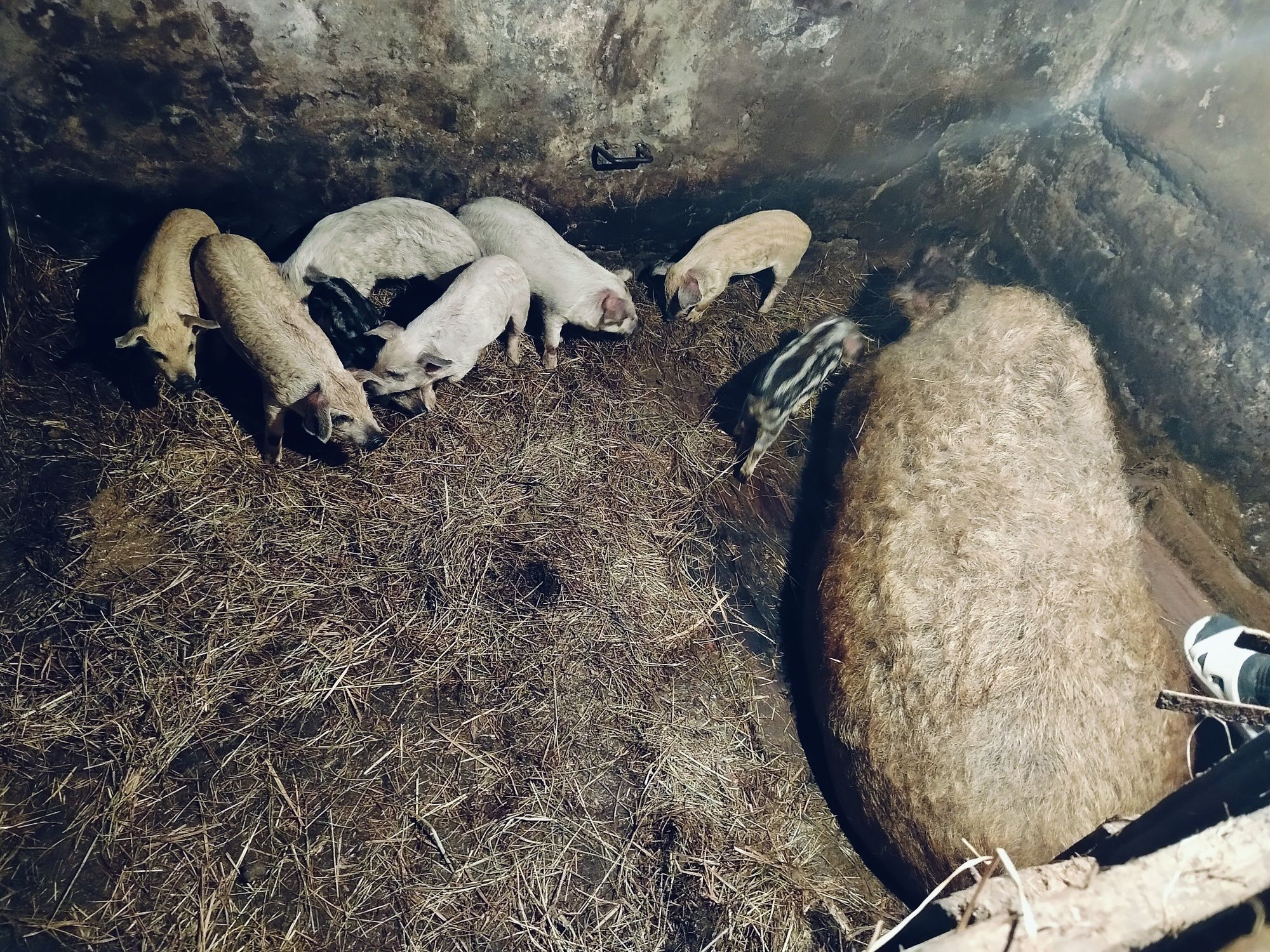 Продам свенью свиноматку
