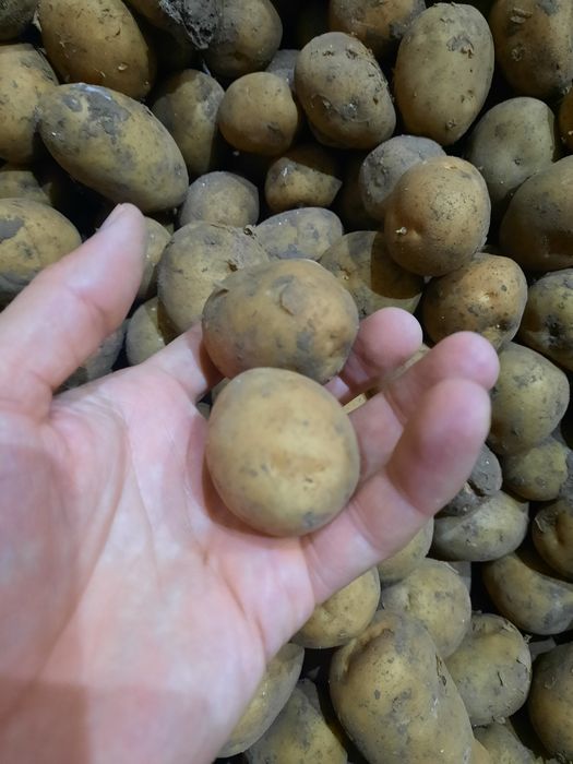 Семена Коломба 130