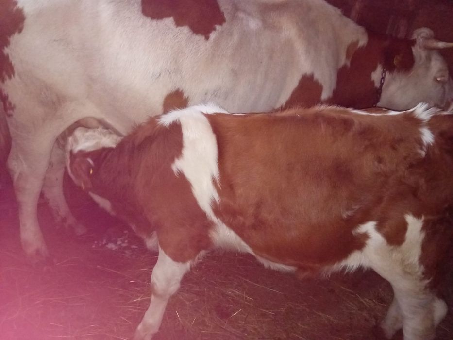 Vaca cu vitel/ vitea