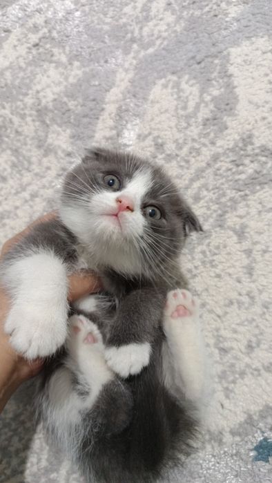 Продаётся котёнок скотиш фолд