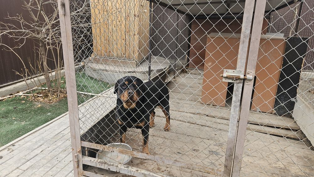 Ротвейлер 3 года