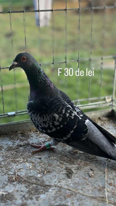 Vand porumbei voiajori