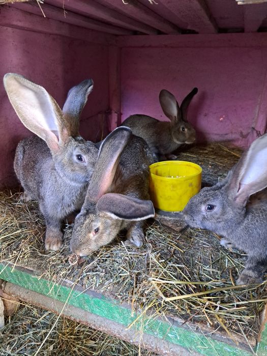 Iepuri urias german la 7 luni