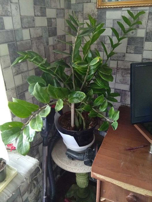 пр одаются комнатные цветы