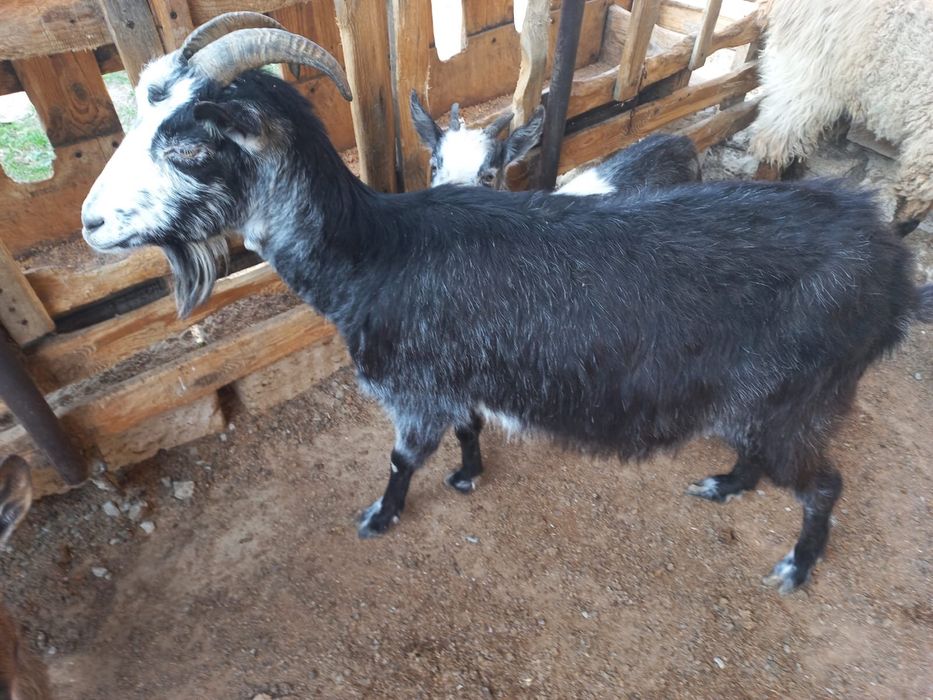 Сүтті ешкі  сүтті ешкі сүтті ешкі сүтті ғшкі