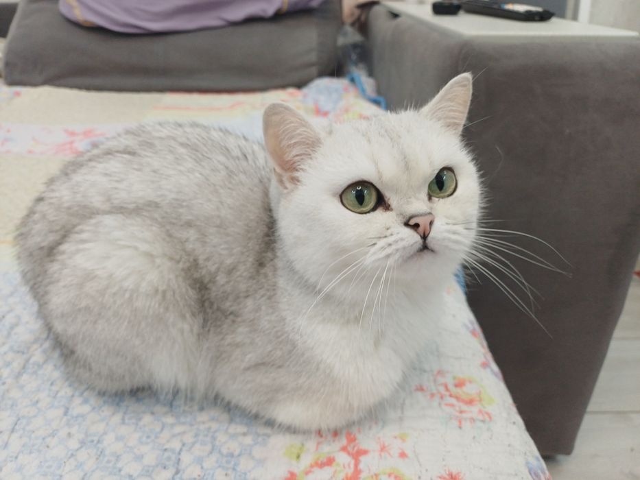 Отдам кошечку, белая шиншила,  в хорошие руки!