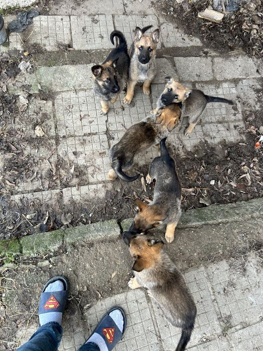 Малки Кучета Овчарки