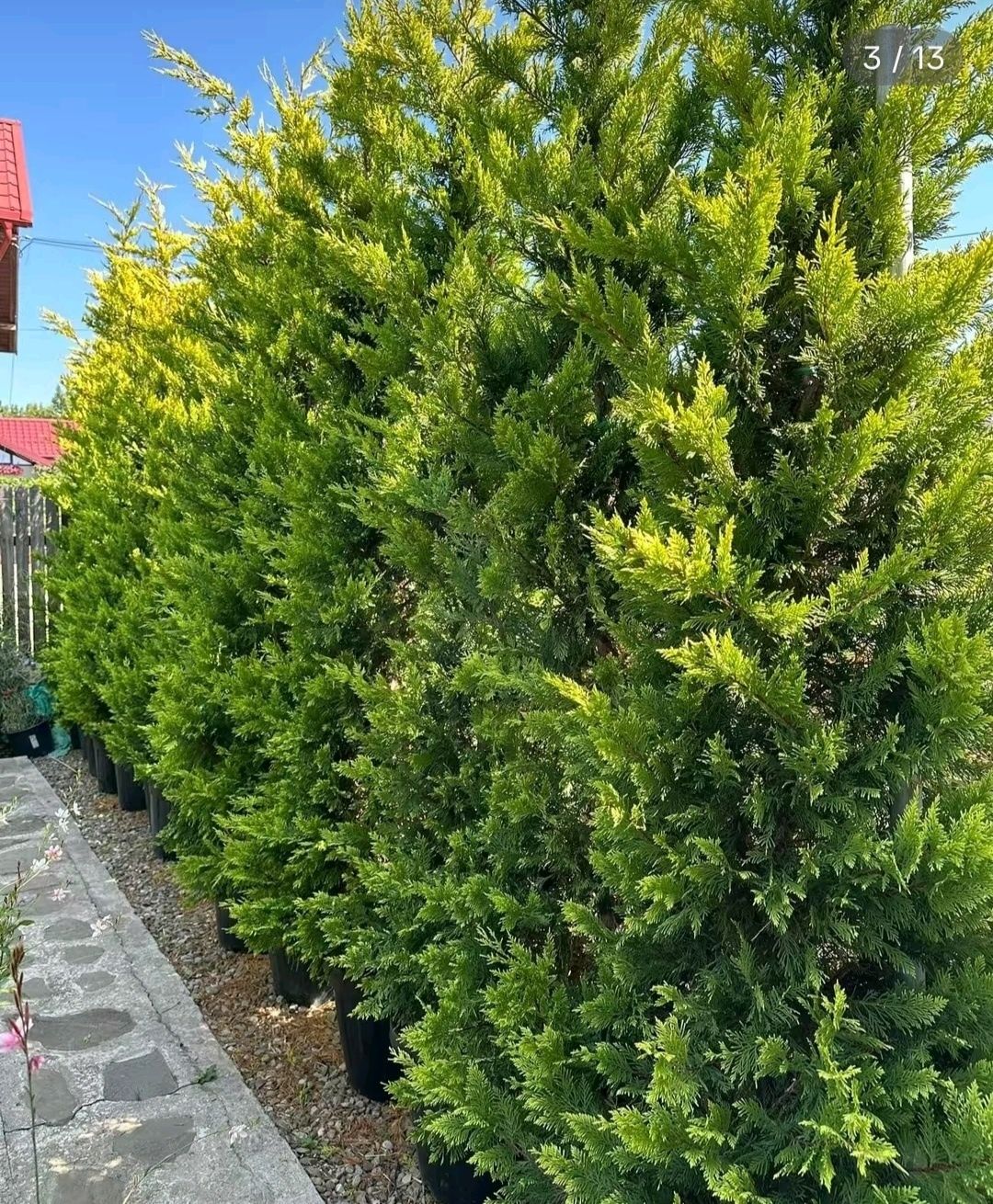 Cupressus leylandii 2.3m - 2.5m, calitate premium