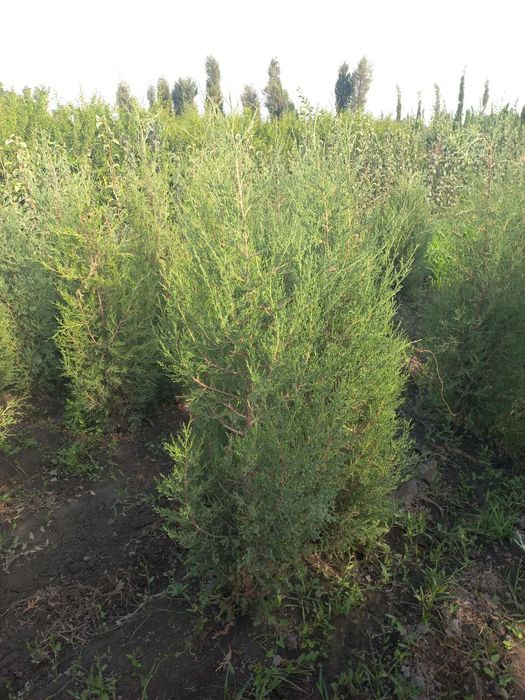 Ассалому-алайкум мажвинник арча сотилади