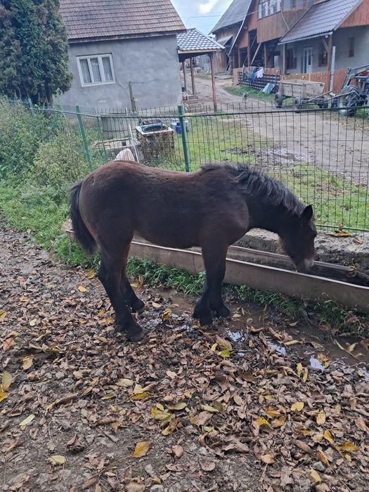 Vând mânz din iapa bună