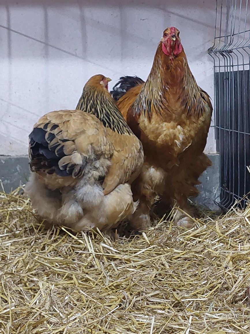 Oua de incubat,  pui mici de rasă,  gaini și cocoși  Brahma , Cochin