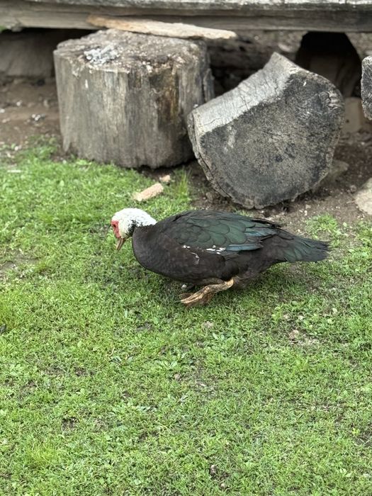 Vand Rate/ Ratoi Lesesti