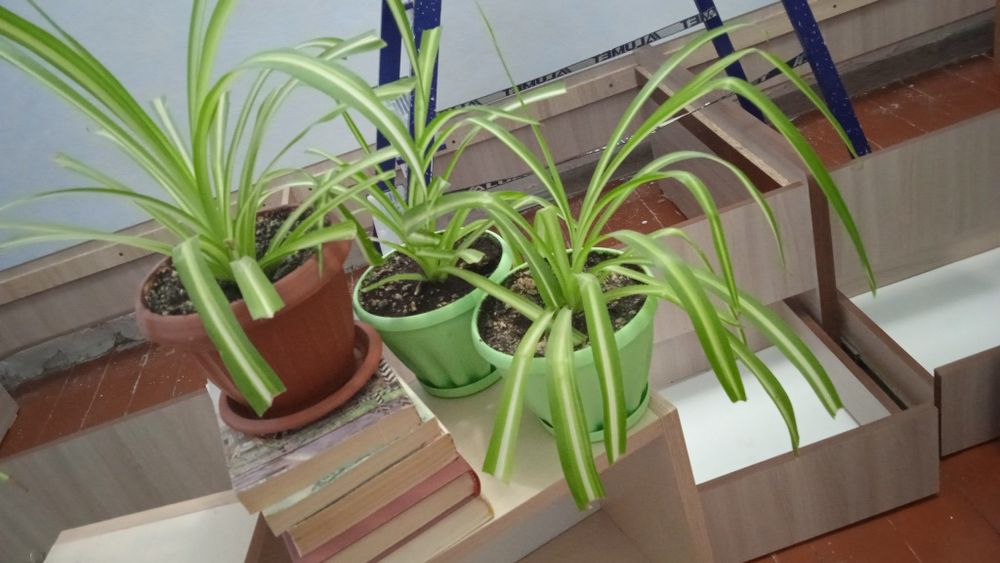 Продам комнатные цветы