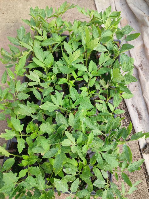 Rasaduri de vanzare !