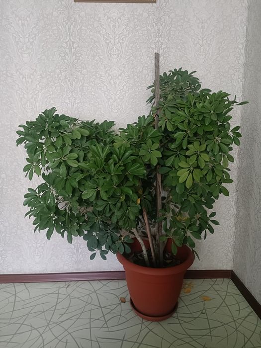 Турецкий цветок .