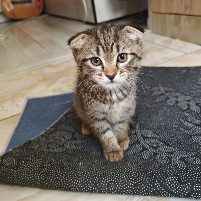Котята, 1,5 месяца