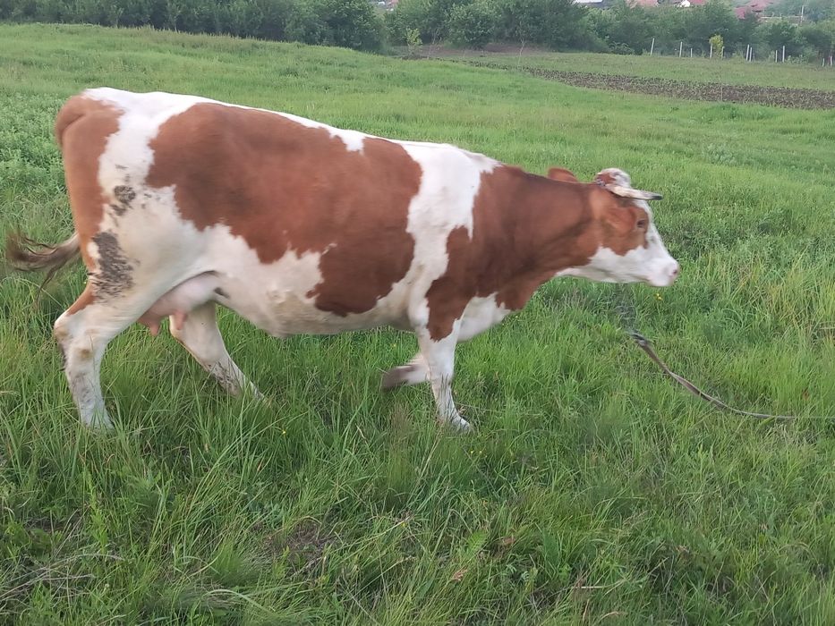 Vacă bălțată  5  ani