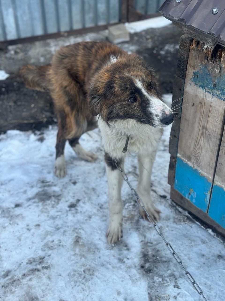 Пристраивается пес охранник мальчик подросток