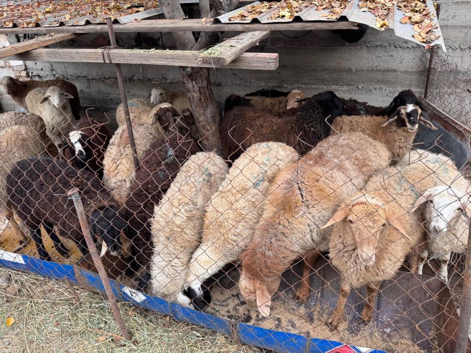 Бараны на продажу