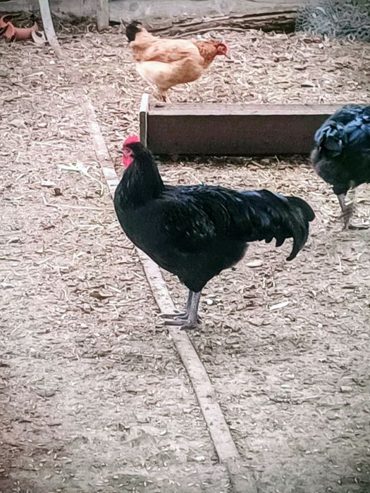 Cocoși Australop