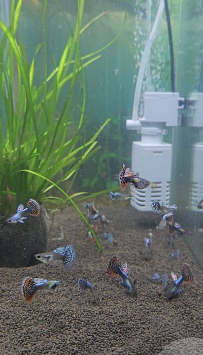 Продам рыбок гуппи породистые