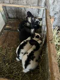 Млади зайци на три  месеца
