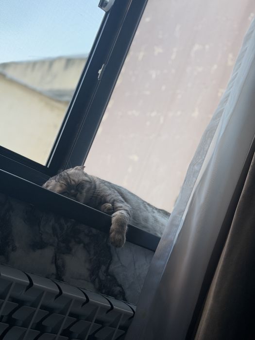 продом кошку скотиш фолд