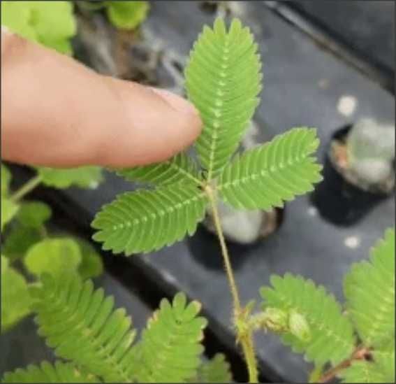 20 seminte Mimosa pudica (mimoza) - frunzele se misca la atingere