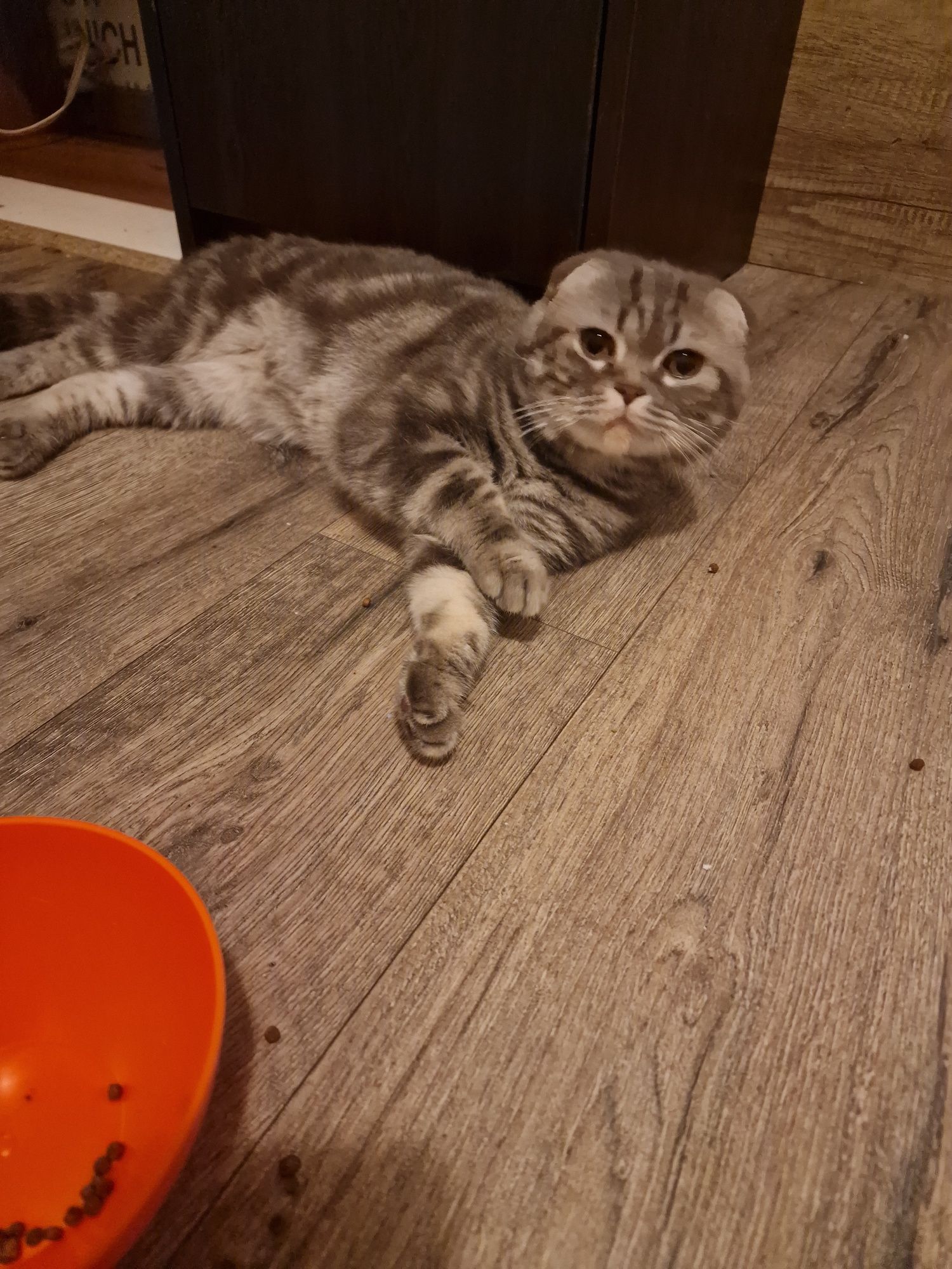 Британски клепоух котарак