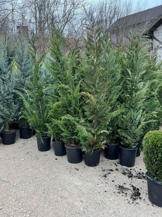 Plante ornamentale aclimatizate la ghiveci