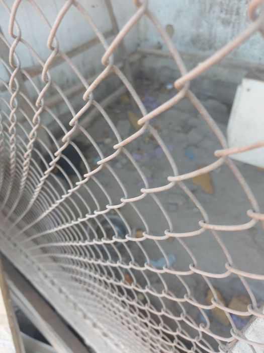 Такса собачка собачка