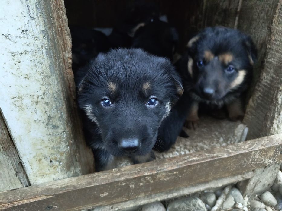 Ciobanesc German Pui