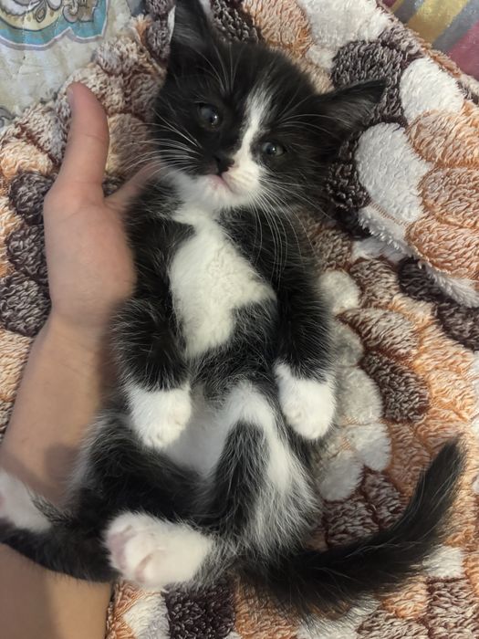 Котёнок девочка 1 месяц алматы