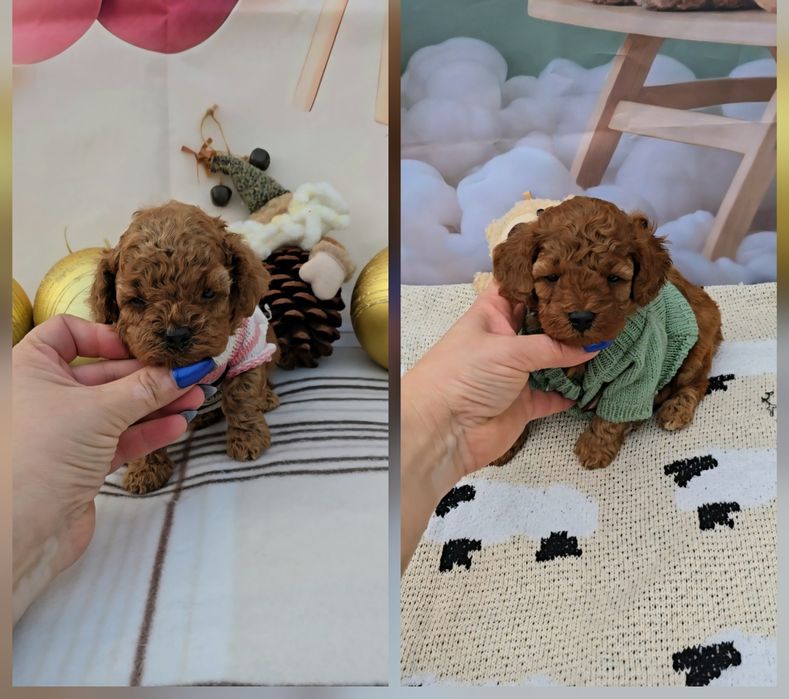 Пудел той с родословие - 5 поколения назад