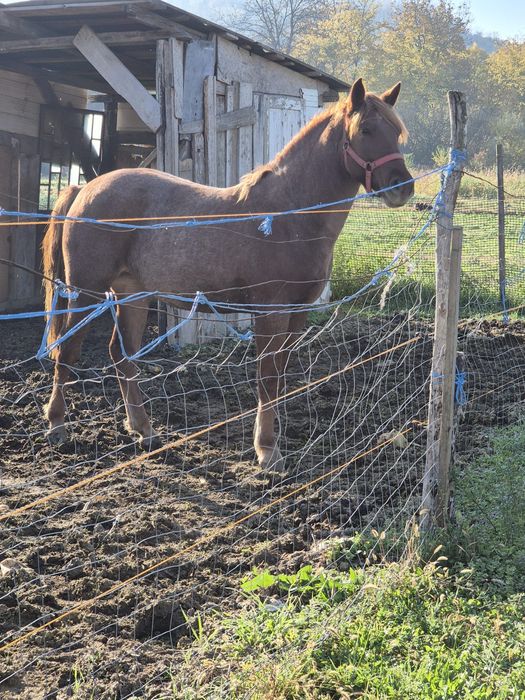 Vand manza de 1 an si 7 luni