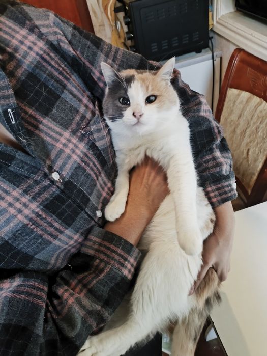 Отдам в добрые руки кошечку