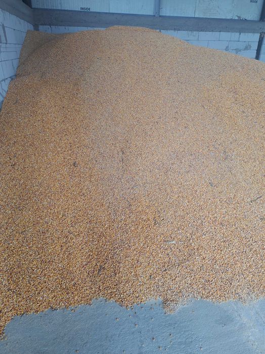 Porumb syngenta de vanzare
