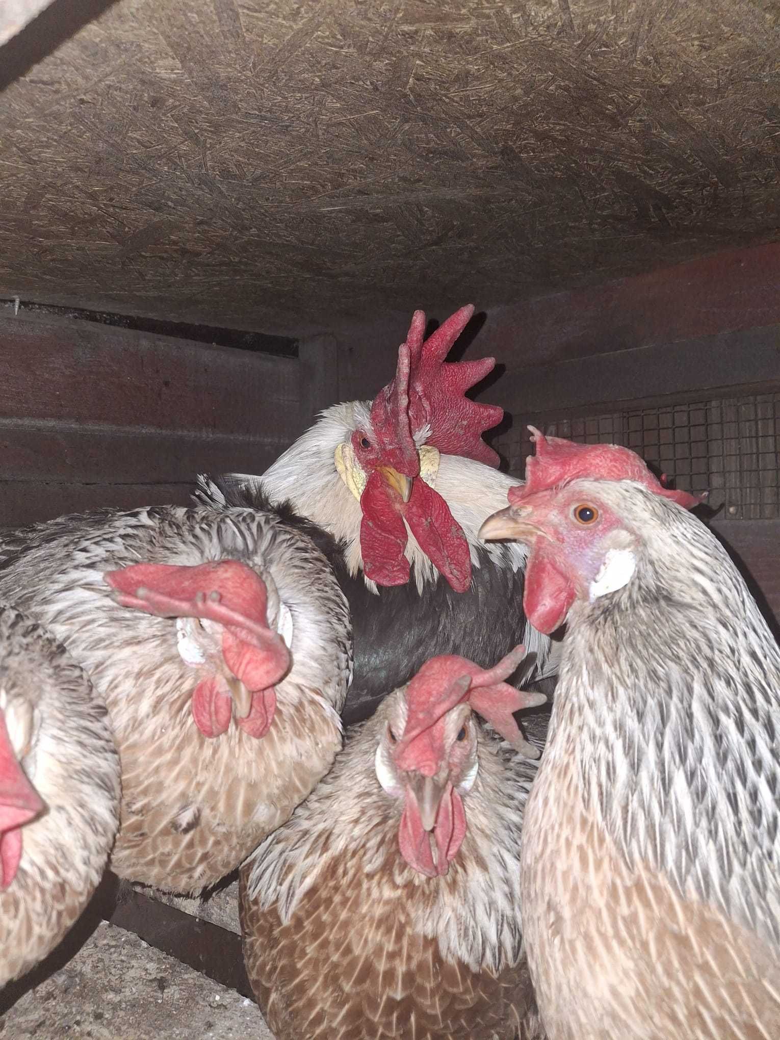 De vanzare oua incubat australorp si italian argintiu