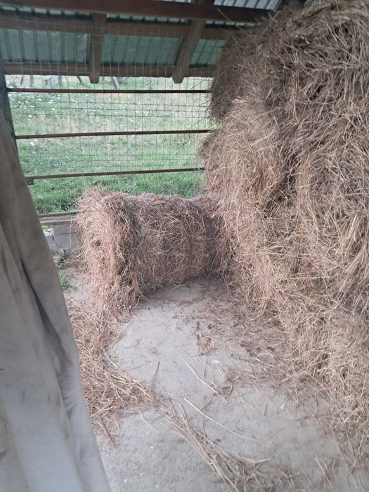 Vând baloți de fan mici rotunji