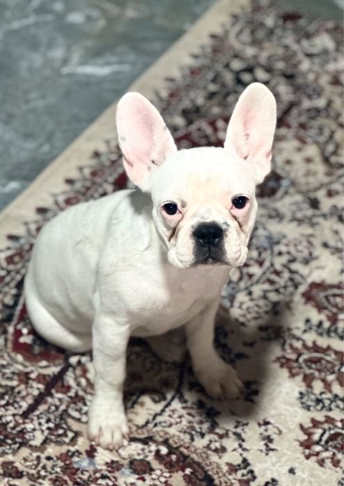 Продаётся девочка французуого бульдога