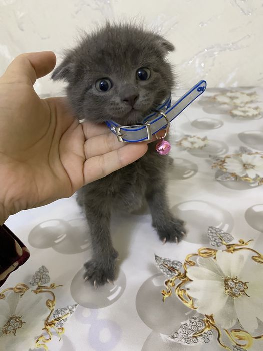 Британские вислоухие мушукчалар сотилади