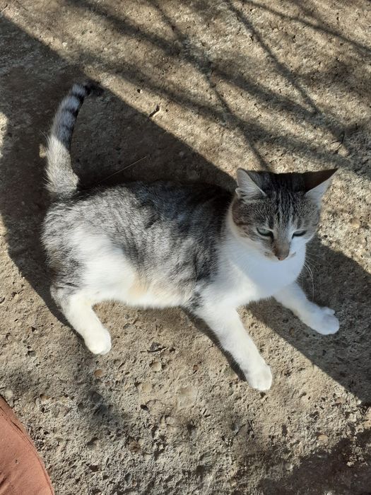 Donez două pisici frumoase rasă comună