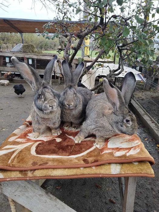 Urias German masculi si femele