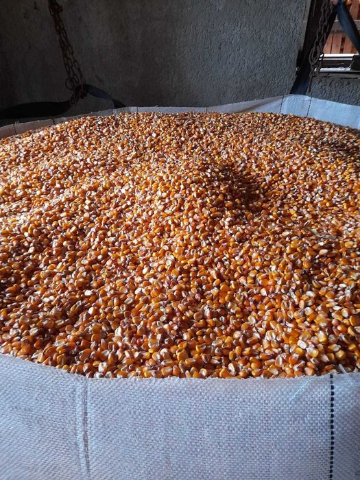 Vand porumb productia 2025